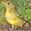 Western Tanager